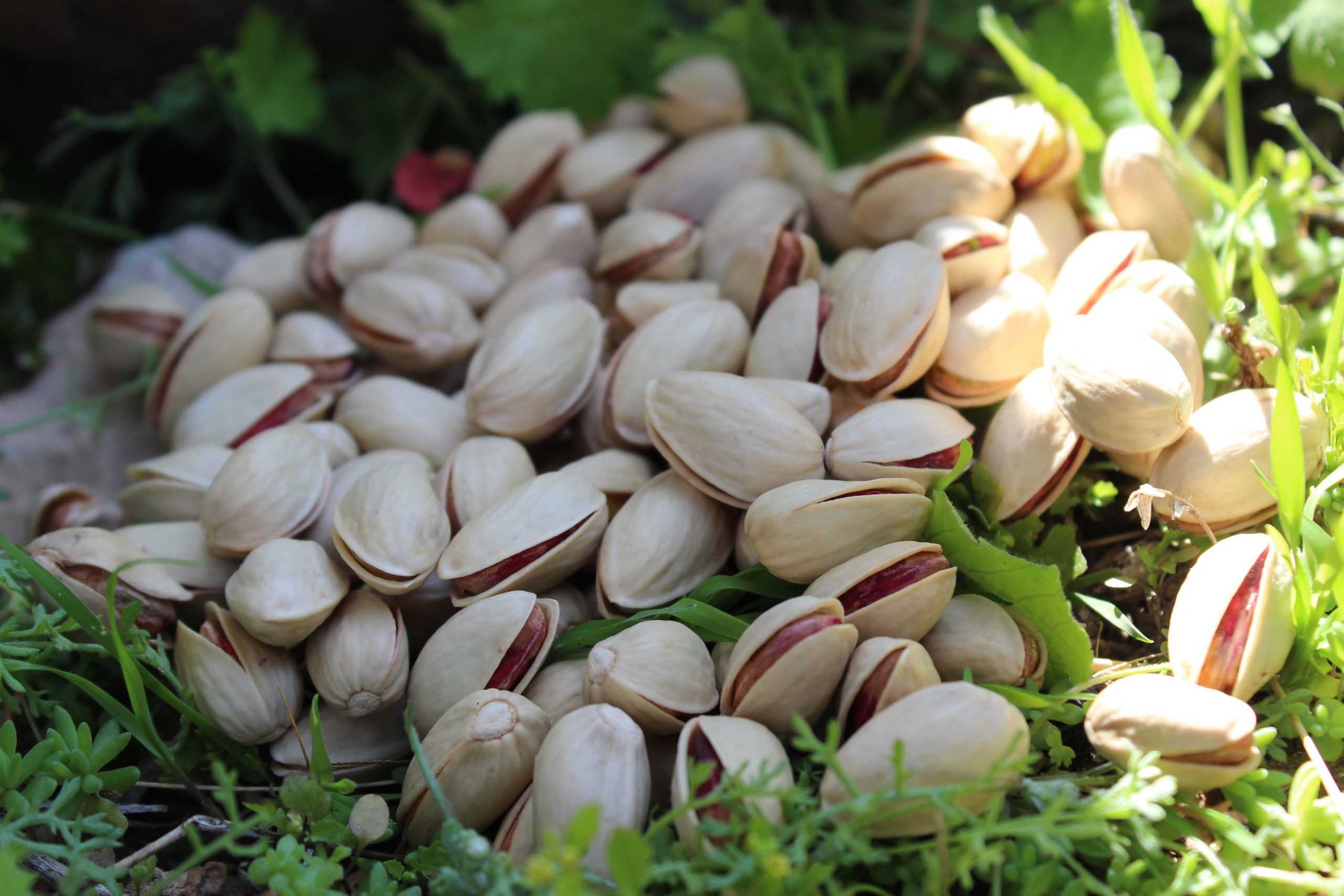 How to export iran’s pistachios to Ukraine - Italy - Britain and Spain