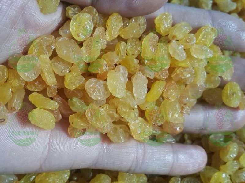 Production and export of premium Iranian golden yellow raisins
