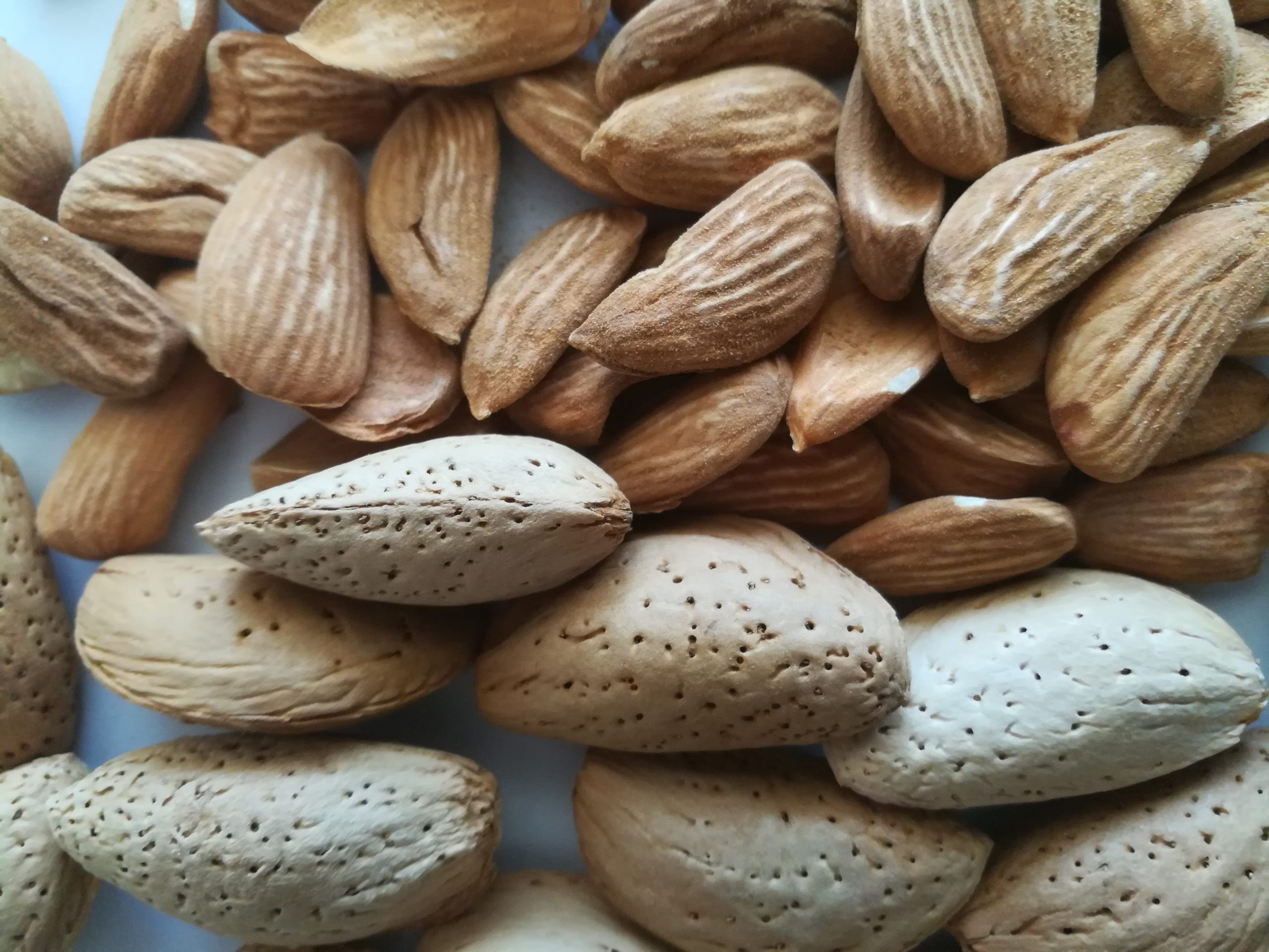 Characteristics of Mamra almonds