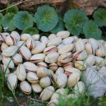 Export of Ahmad Aghaei pistachios to Kazakhstan
