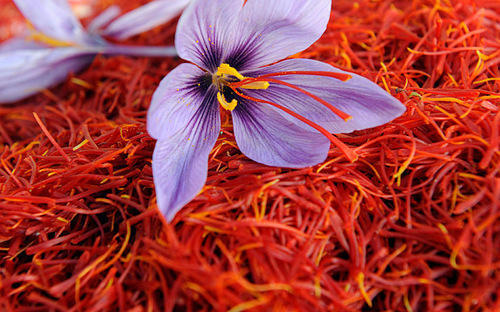 Export of saffron to Turkey | Nutex Company