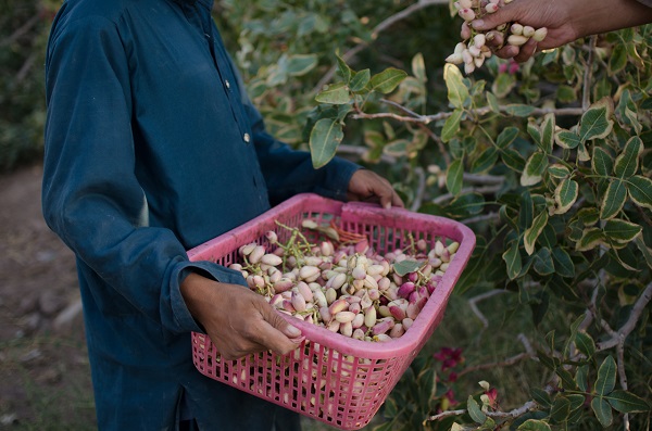 Main pistachio production areas of Ahmad Aghaei Iran: