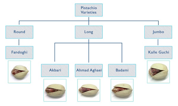  In the classification of pistachios in terms of shape and appearance, Ahmad Aghaei Iranian pistachio is similar to "Badami" and "Akbari" types.