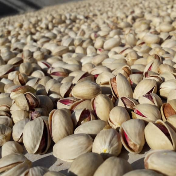 Export of Iranian pistachios to Poland