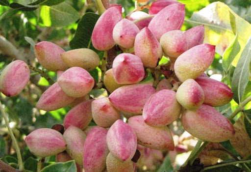 Production of organic pistachios in Iran