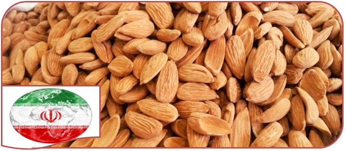 Export Mamra almonds at lower prices