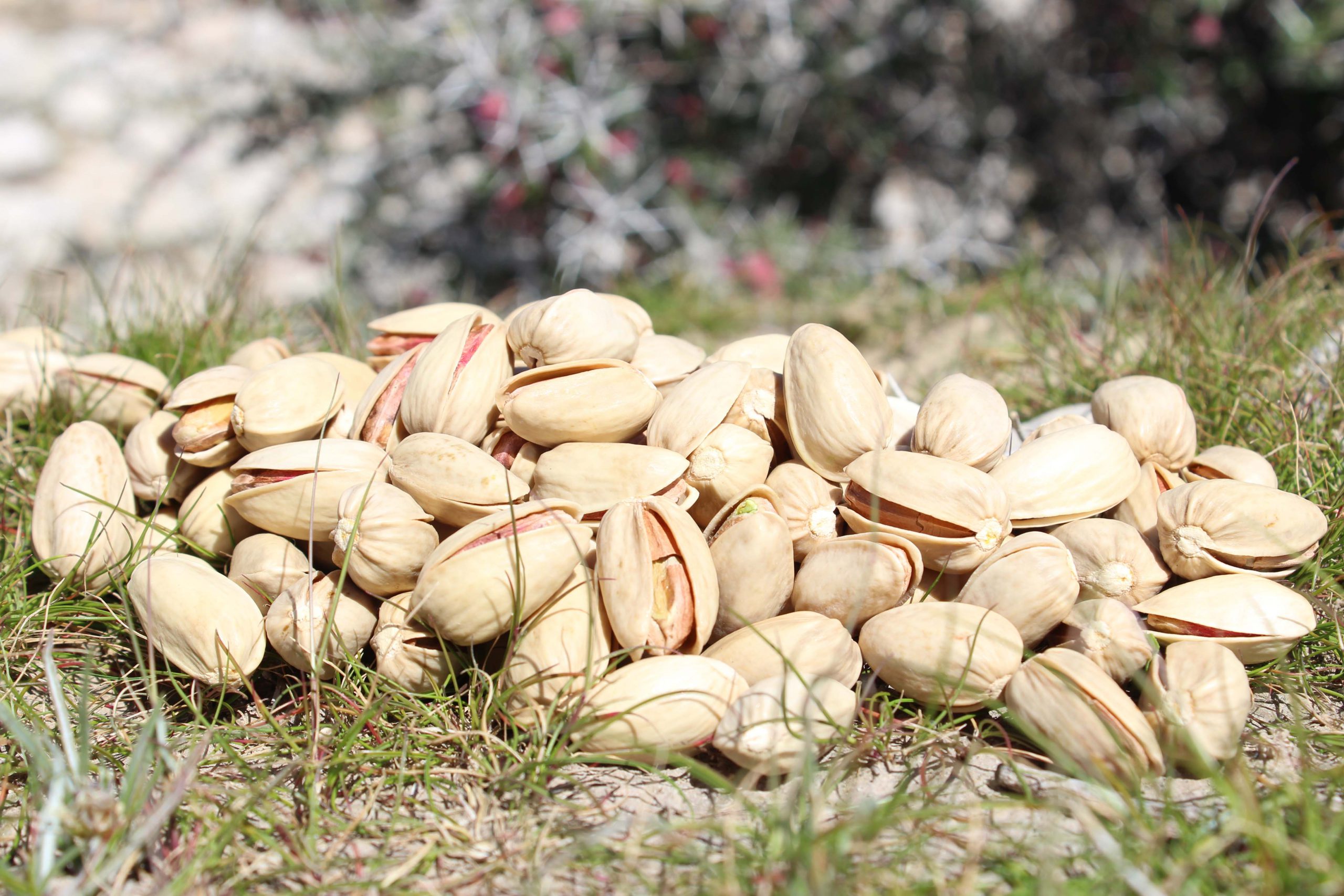 Wholesale and price of high quality pistachios in 1400/2021