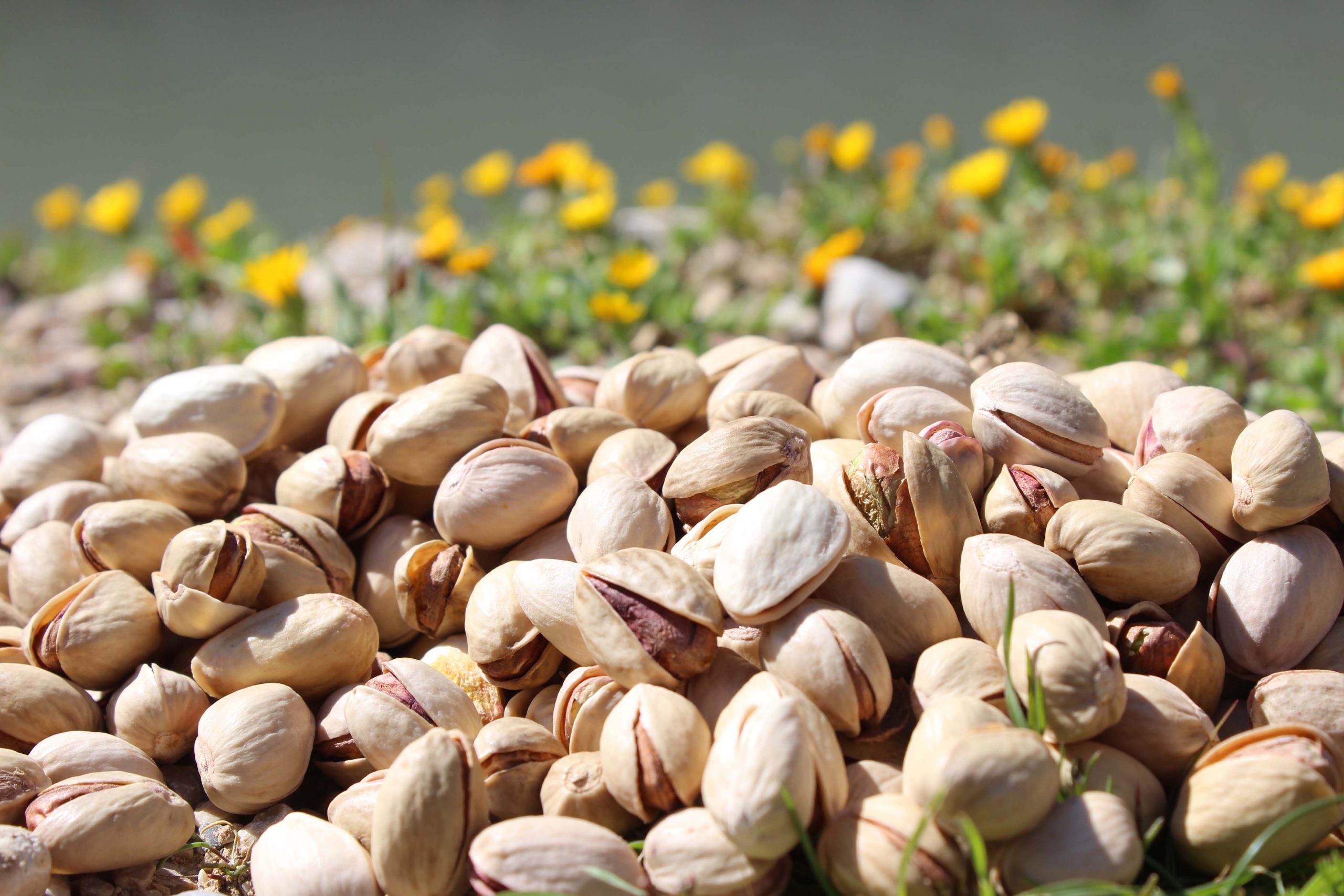 Buy pistachios - Buy Pistachios Nuts  - Nuts Nutex