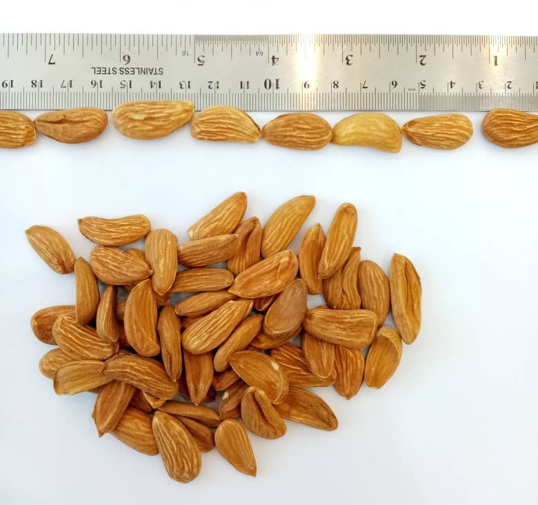 Daily price of Mamra almond kernels for export/ import