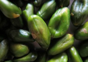 Export of skinless green pistachio kernels to Lebanon