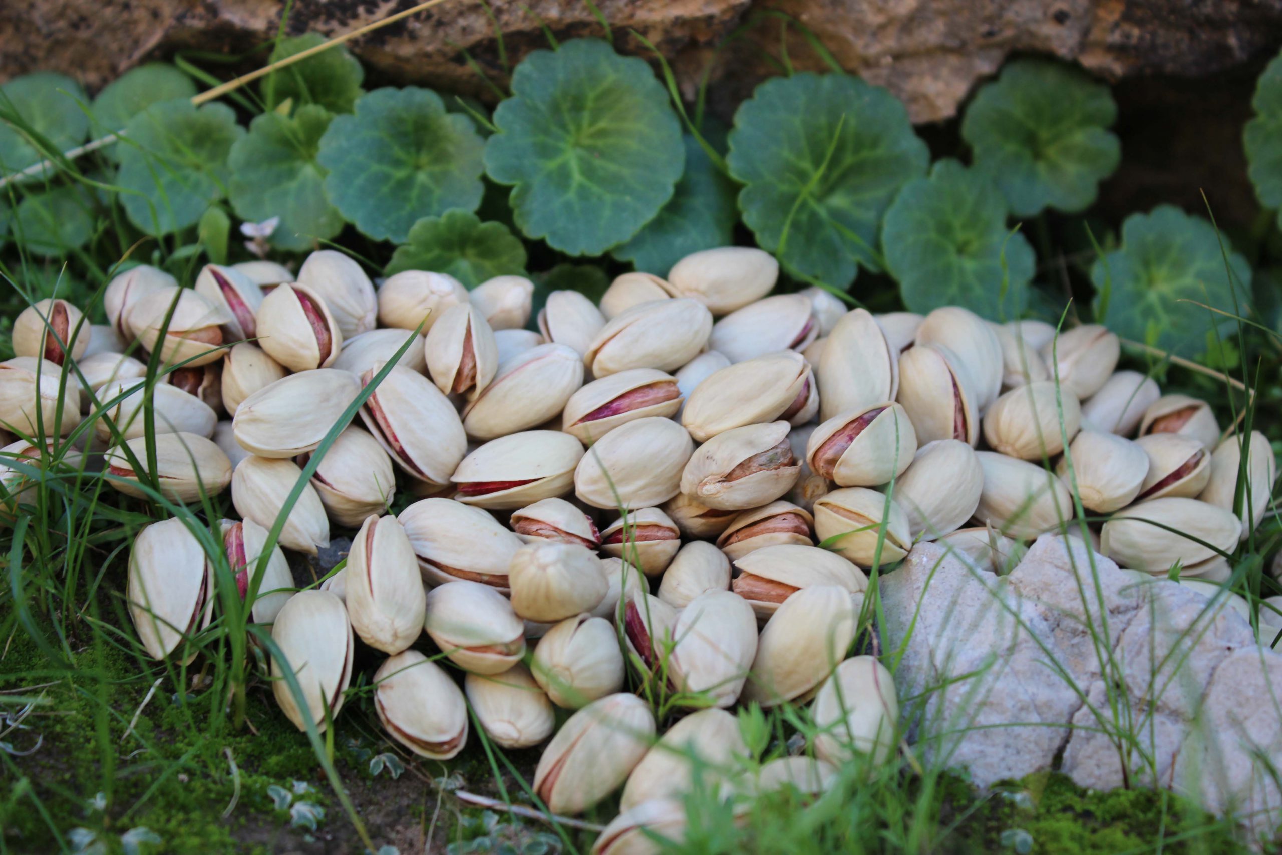 Supply of Ahmad Aghaei raw pistachios in India
