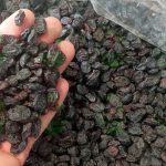 Seedless Iranian raisins for wholesale and export