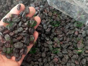 Seedless Iranian raisins for wholesale and export
