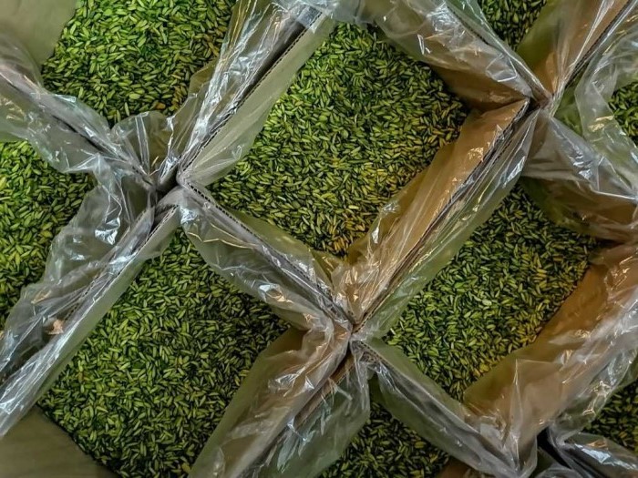 Green Pistachio Slices supply centers in China
