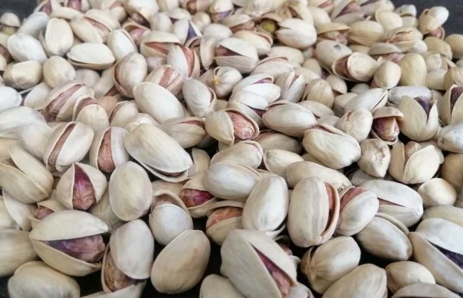 Production center of the best Kale ghouchi pistachio in Khorasan