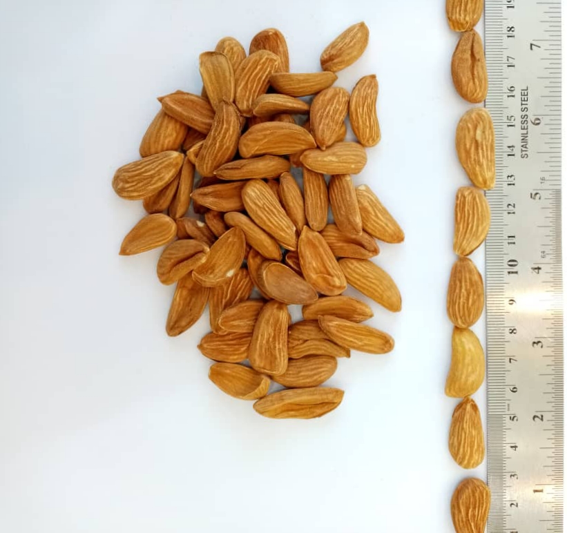 Almond processing of Nutex company