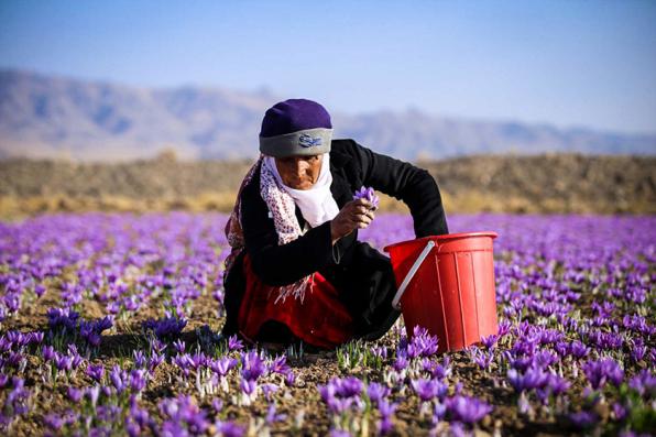  Daily price of Iranian saffron in the market
