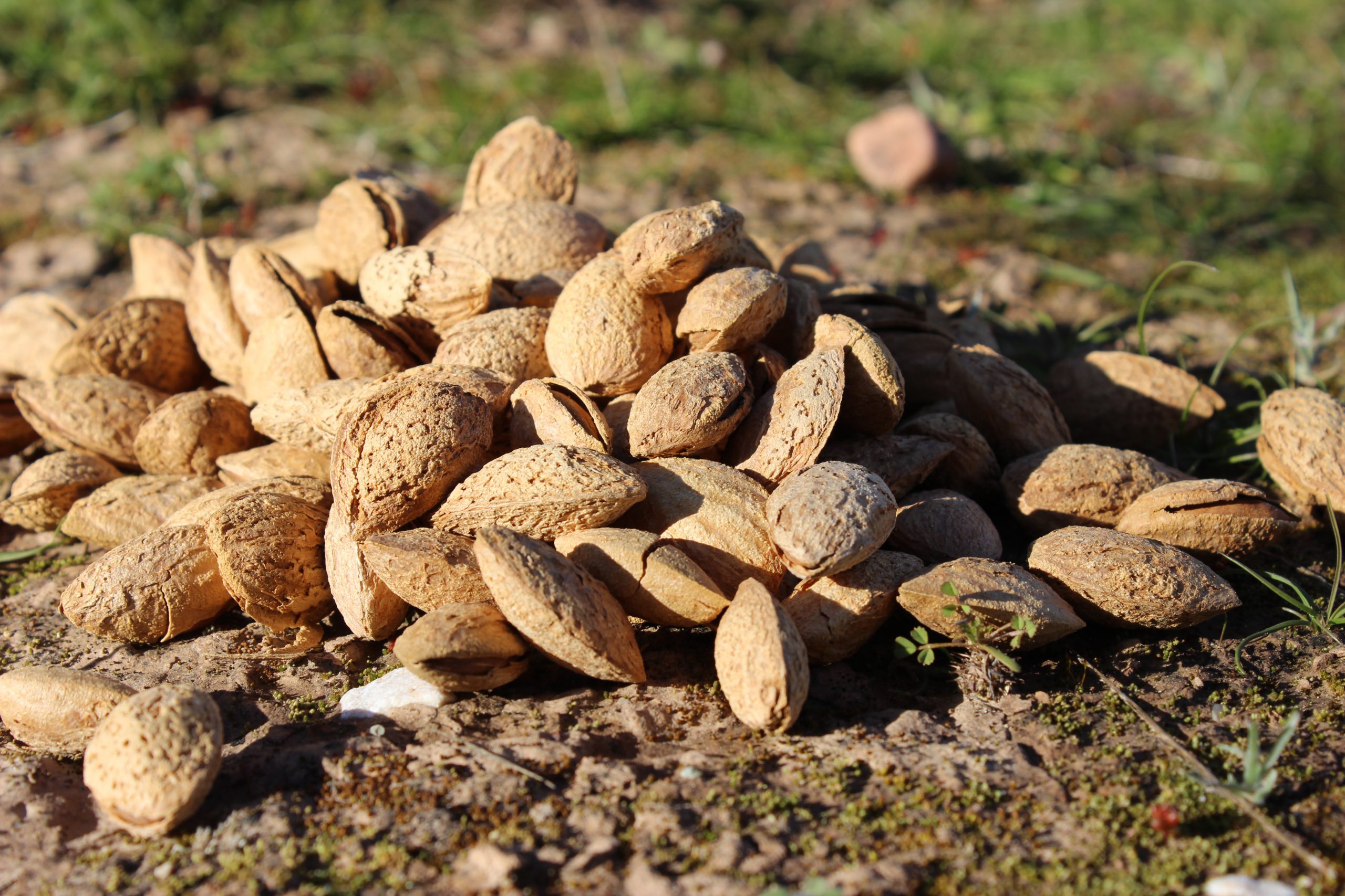 Iranian Almond Market | Wholesale for Export & Import