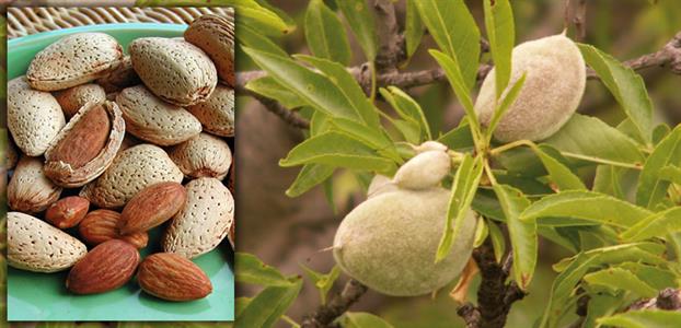 Sale Iranian almonds in Nutex company