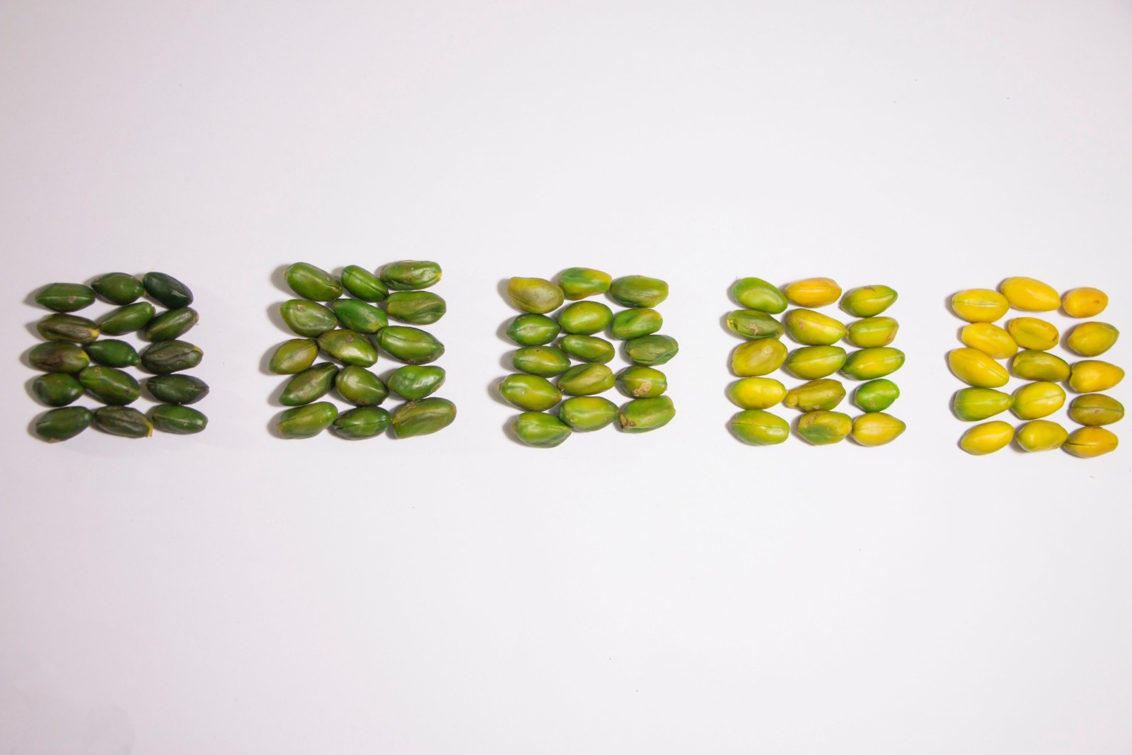  Price list of different grades of green pistachio kernels