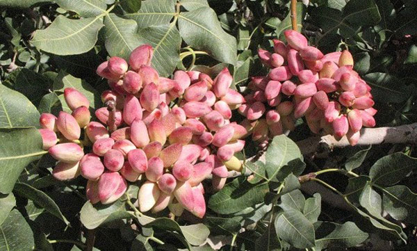  The best producer of Akbari pistachios in Iran