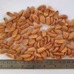 Price and Purchase of Iranian Mamra Almond Kernels