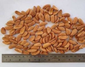 Price and Purchase of Iranian Mamra Almond Kernels