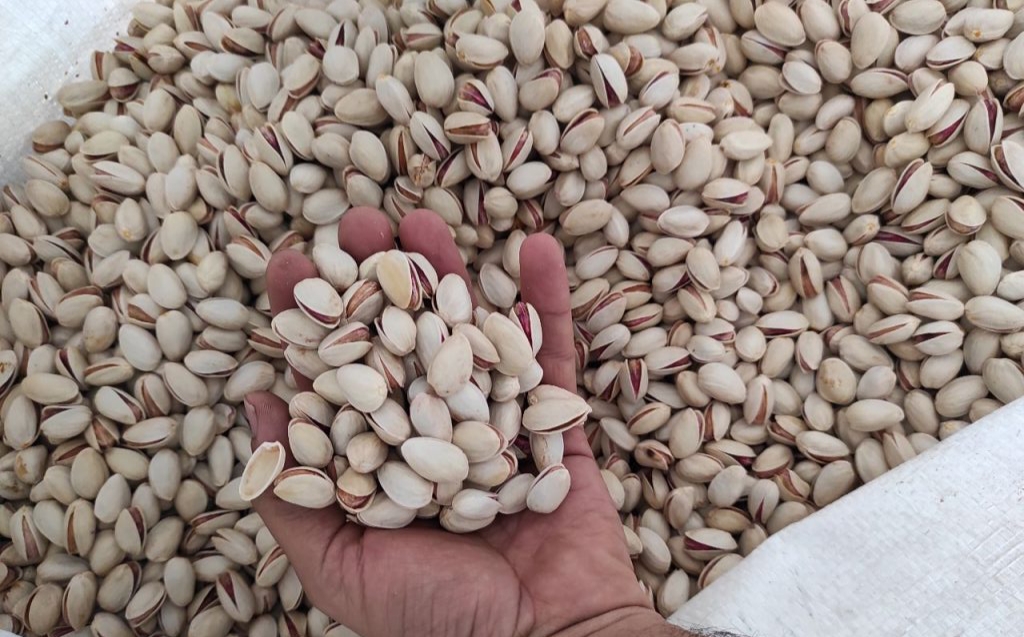  Buy raw pistachios for export from the manufacturer