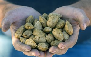 Mamra Almond Supply Online Store