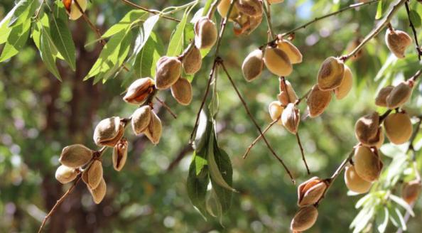 Export / import of Iranian quality Mamra almonds
