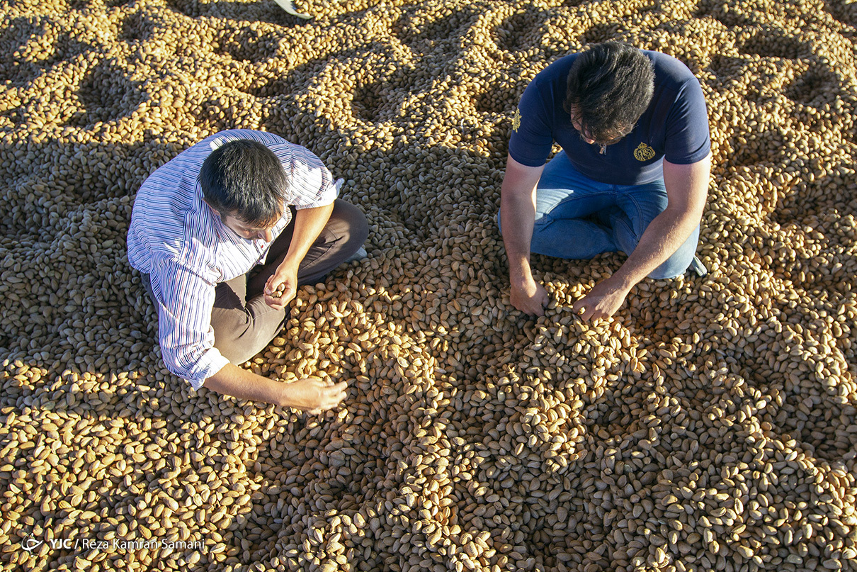 Application and characteristics of Mamra almond kernels