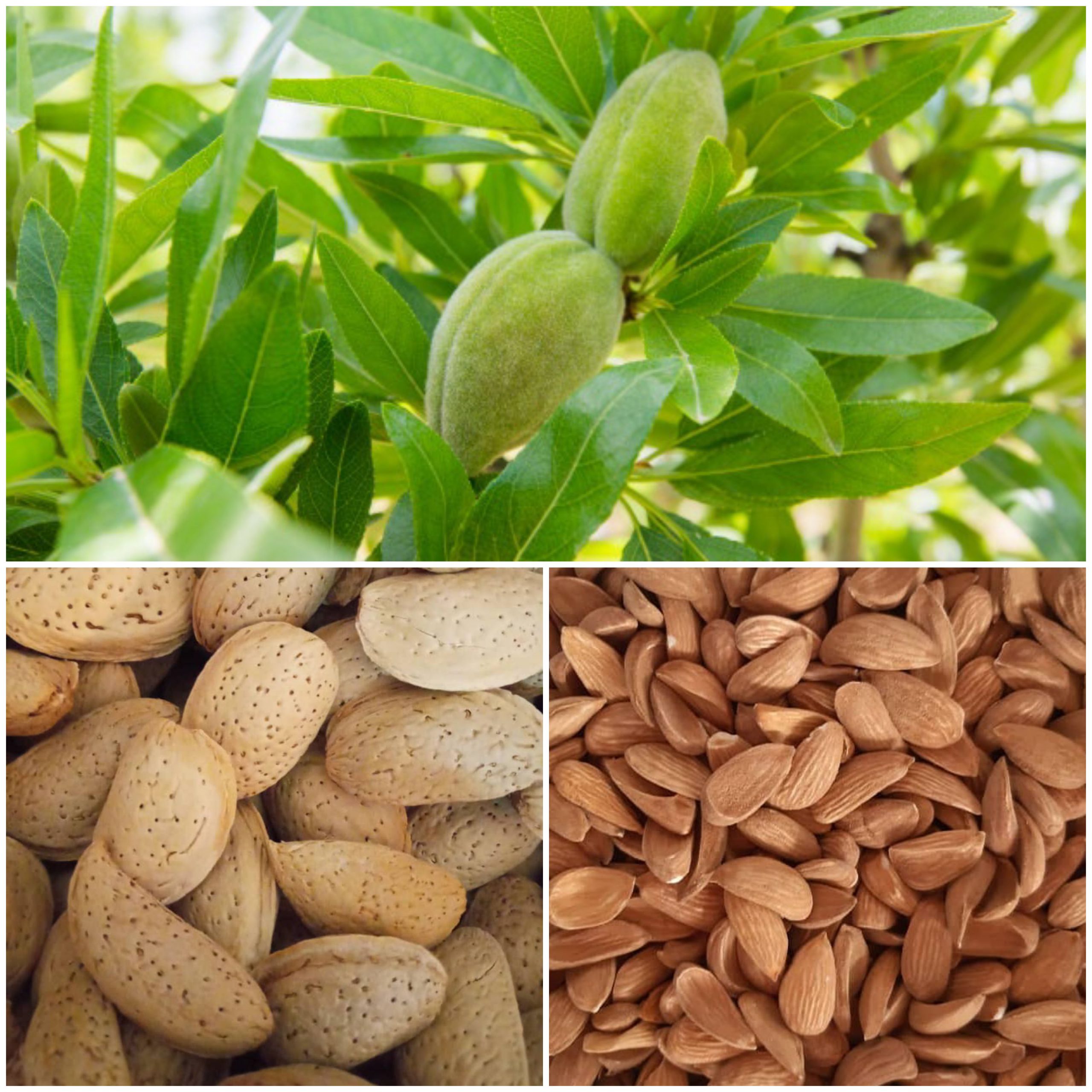  How is almond kernel produced?
