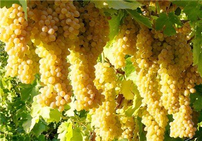 Selling all kinds of golden raisins in the UAE market