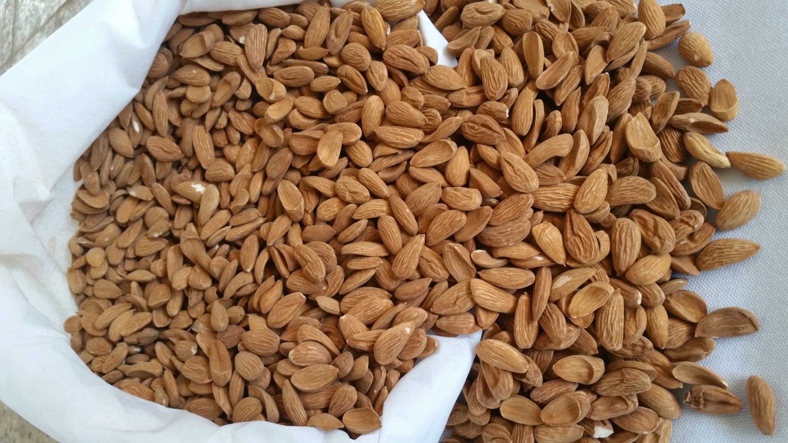 Supply Mamra almonds in the Indian and Dubai markets