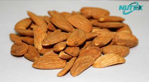 Mamra Almond Sales Agency in Delhi - India