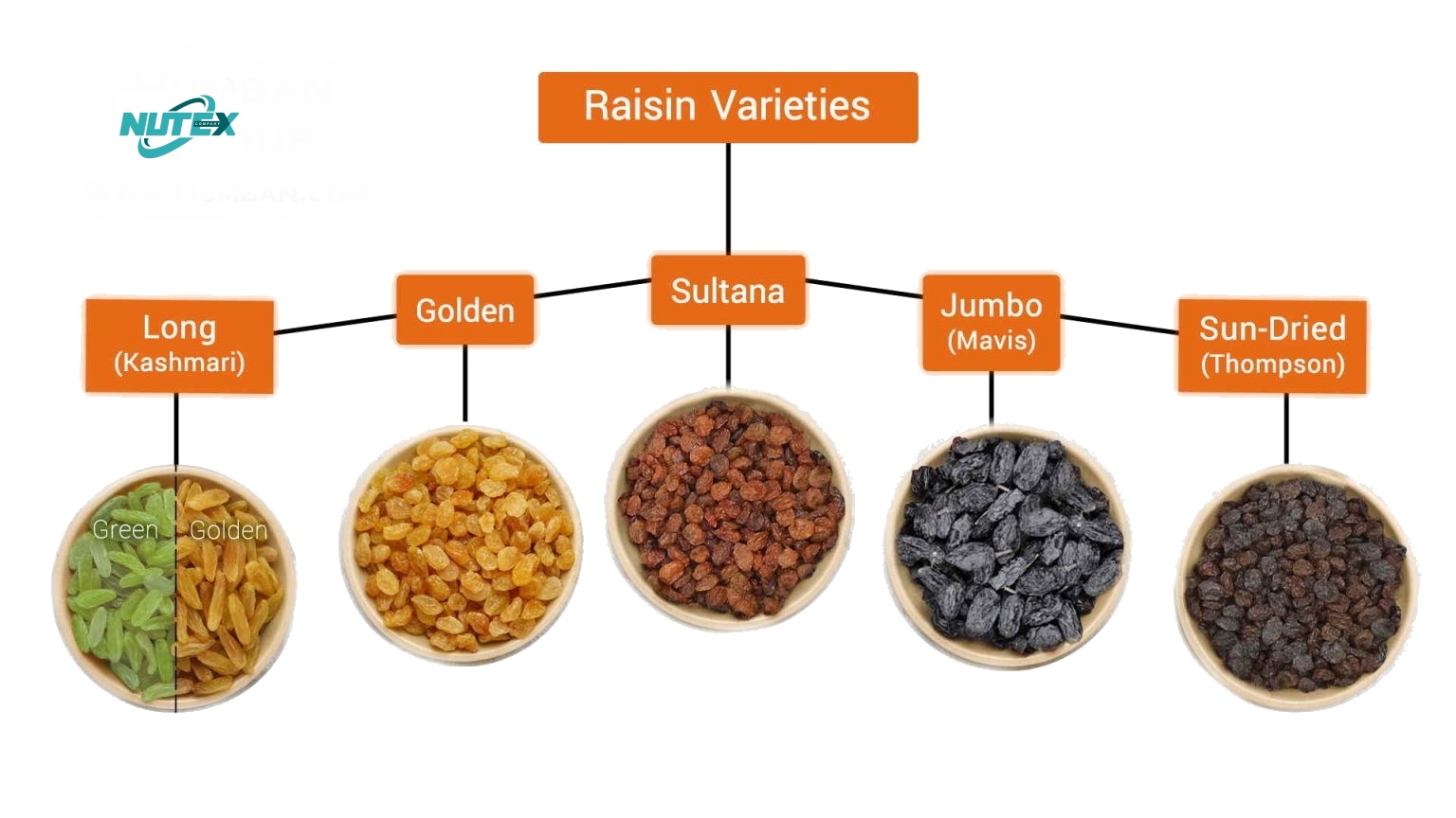 What Are Different Types Of Raisins? - Sepcotrading