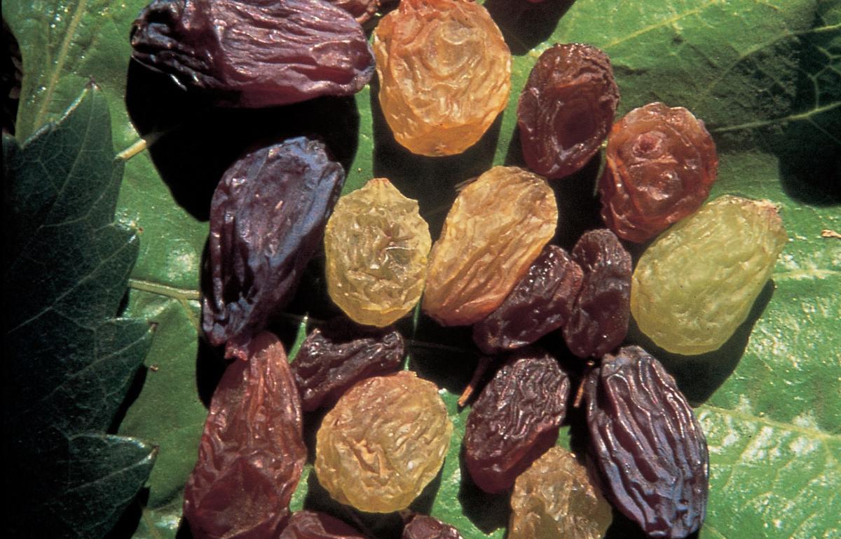 The Best Raisins in Takestan-Qazvin