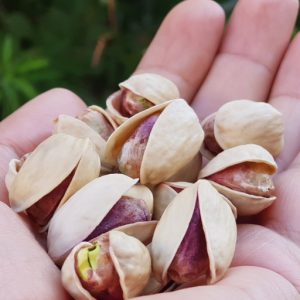 Wholesale Pistachios in Egypt and Kuwait | Pistachio Supplier