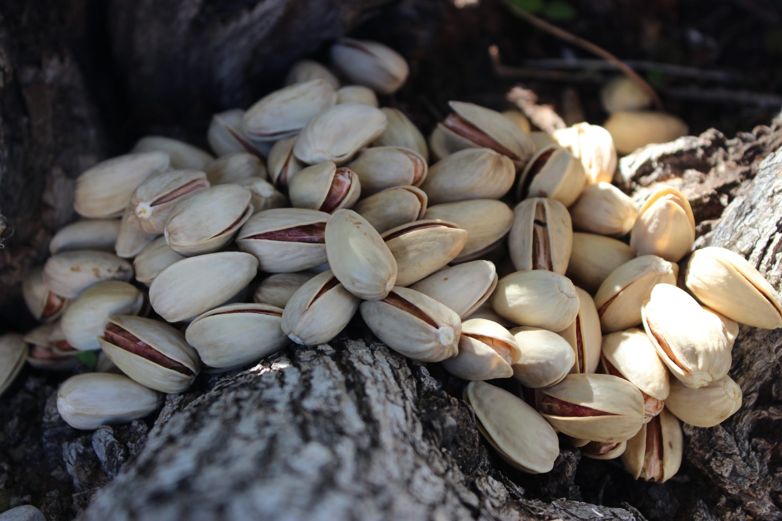 The Largest Supplier of Akbari Pistachios in Iran