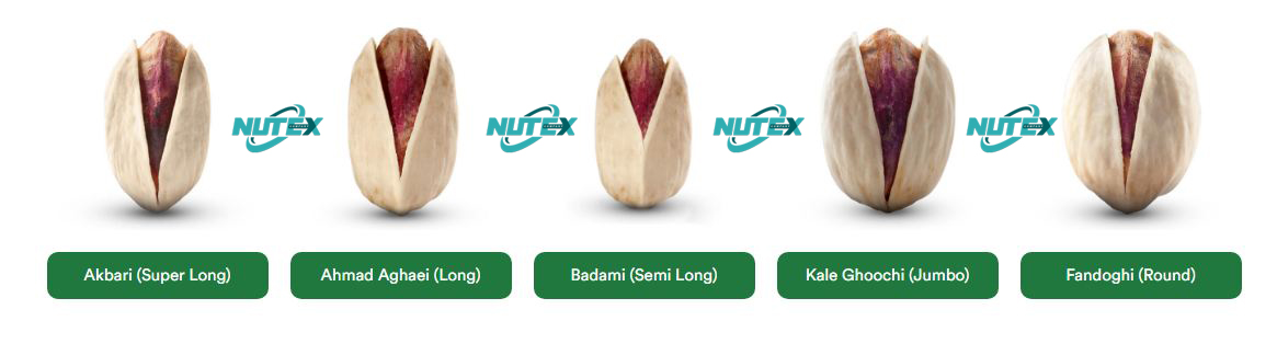 Exporter of Iranian pistachios to Turkey | Nutex Company