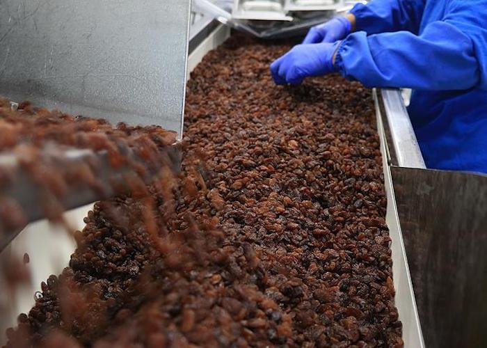 Seedless Raisins Production and Processing Factory