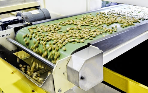 Nutex green pistachio kernel processing and wholesale factory