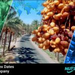 Dates Exporters in Iran | Tejarat Pouya Company(Nutex)