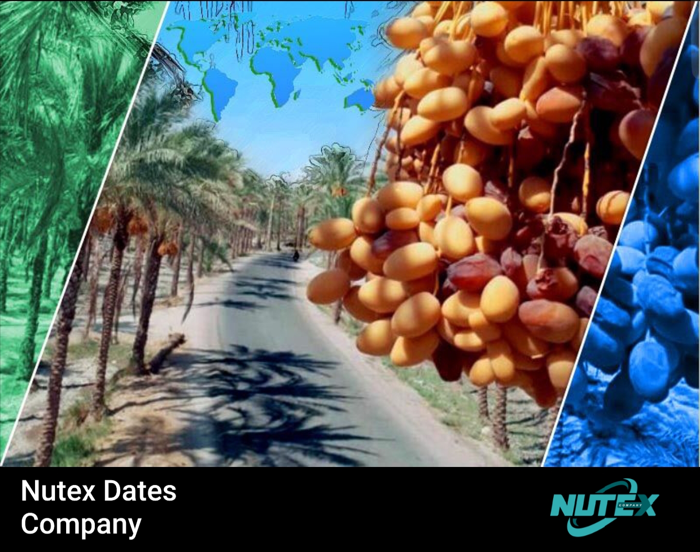 Dates Exporters in Iran | Tejarat Pouya Company(Nutex)