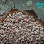 Best Long Pistachio in Iran for Wholesale | (Ahmad Aghaei)_ Nutex Company