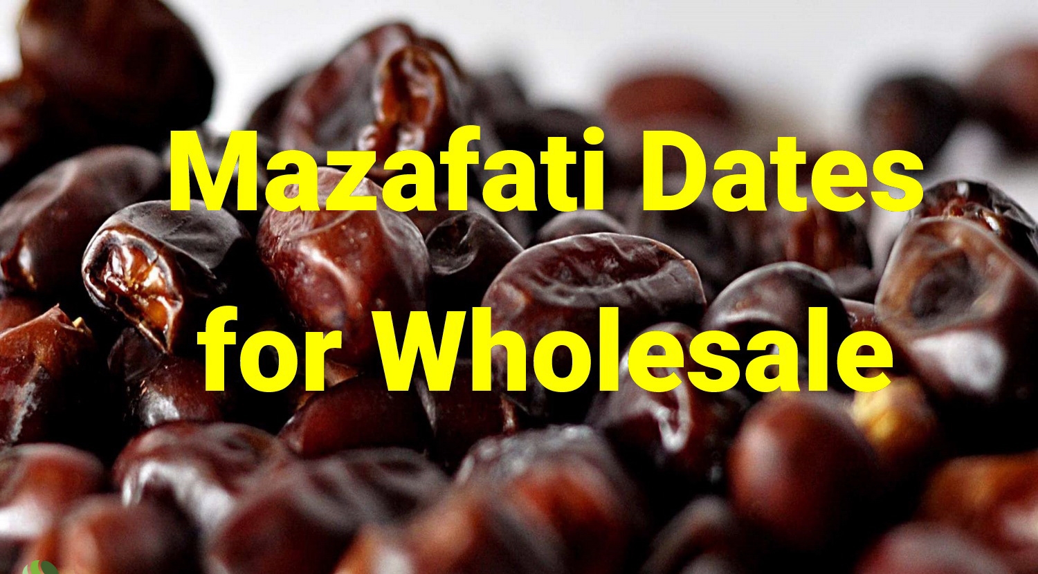 Mazafati Dates for Wholsale | Iranian Date Manufacturer_ Nutex Dates