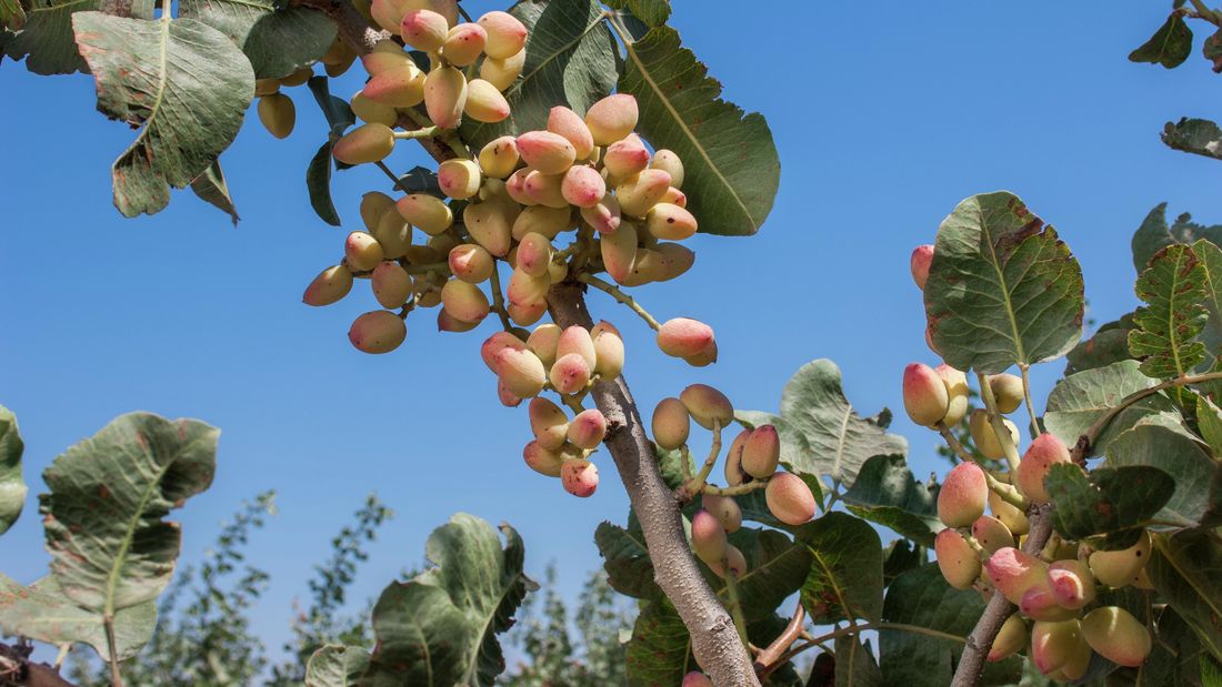Rafsanjan and Khorasan pistachio Production Group | Nutex