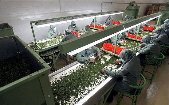 Production of peeled green pistachio kernels_ Nutex