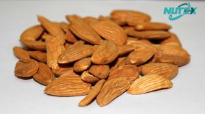Mamra Almond Manufacturers in Iran | Nutex Nuts