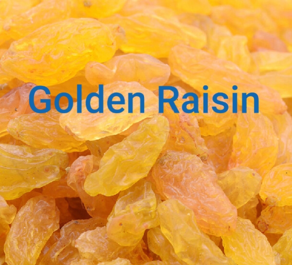 Best Raisin in Iran for Wholesale | Golden Raisins_ Tejarat Pouya Company (Nutex)